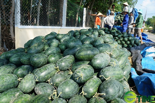 Quảng Nam: Huyện Phú Ninh chuyển mình, thu nhập người dân nâng cao rõ rệt - Ảnh 3.