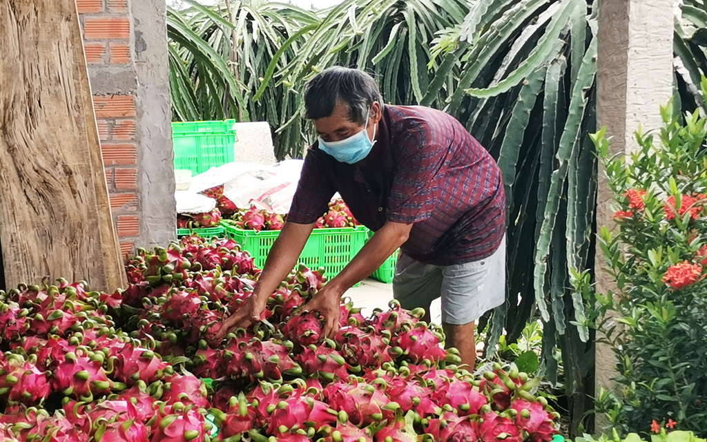 Có thông tin Trung Quốc tạm dừng nhập khẩu thanh long trong 4 tuần, Bình Thuận, Long An cần làm gì?