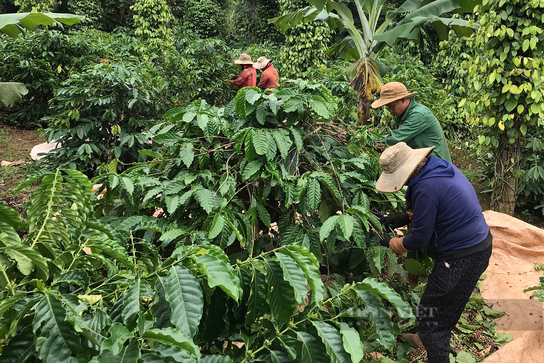 Để nâng năng suất cà phê, nông dân Đắk Nông dùng cách này - Ảnh 1.