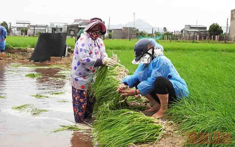 Ninh Thuận: Xót xa cho nông dân trồng hành tím, mất trắng cả 1 vụ sau bao ngày đổ mồ hôi chăm bón - Ảnh 1.