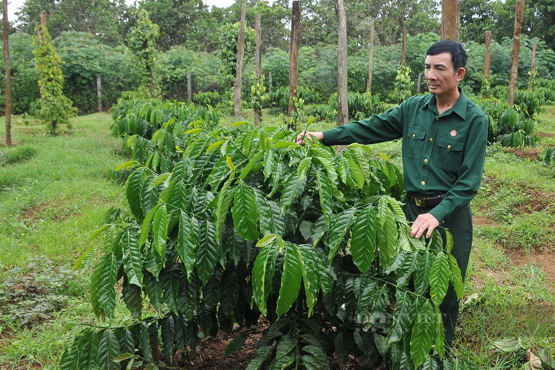 Để nâng năng suất cà phê, nông dân Đắk Nông dùng cách này - Ảnh 2.