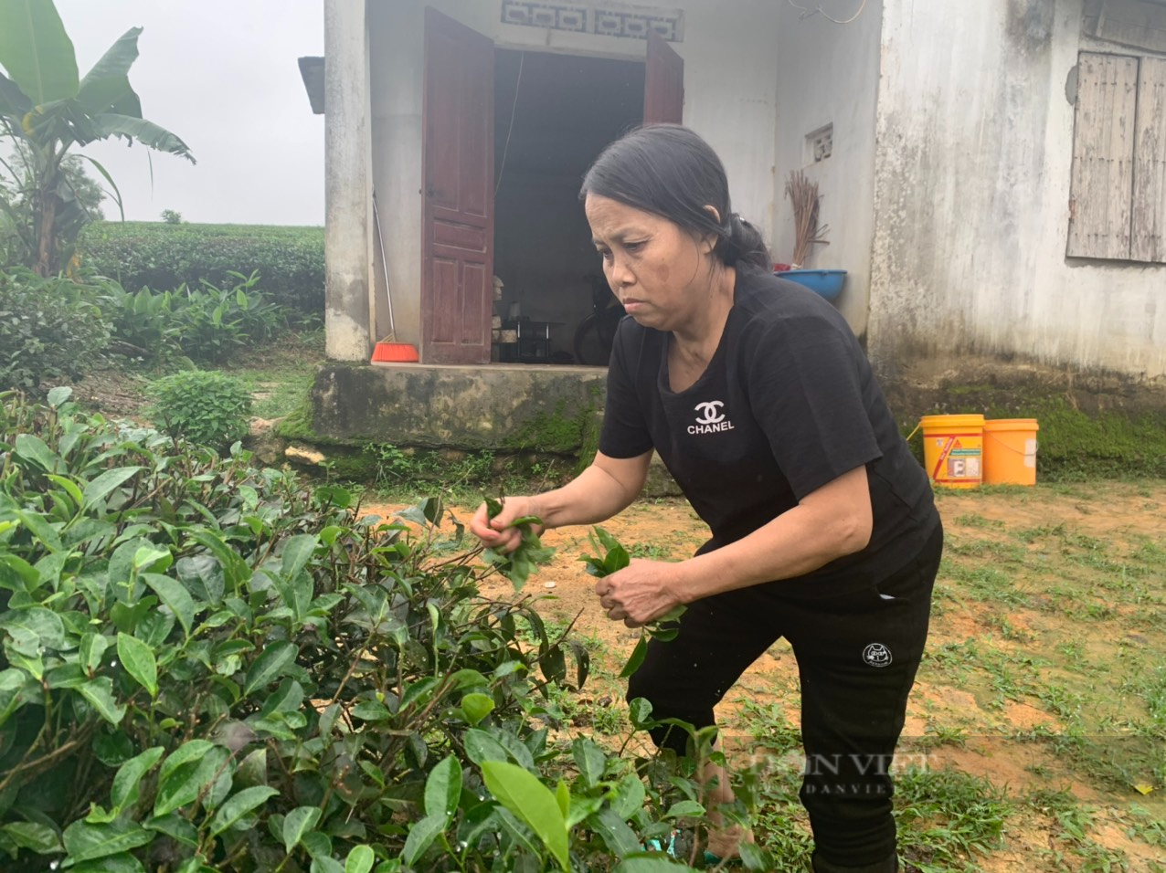 Nghệ An: Chuyện buồn của người đàn bà khổ hạnh đi làm thuê nuôi chồng thần kinh và hai con ăn học

 - Ảnh 5.