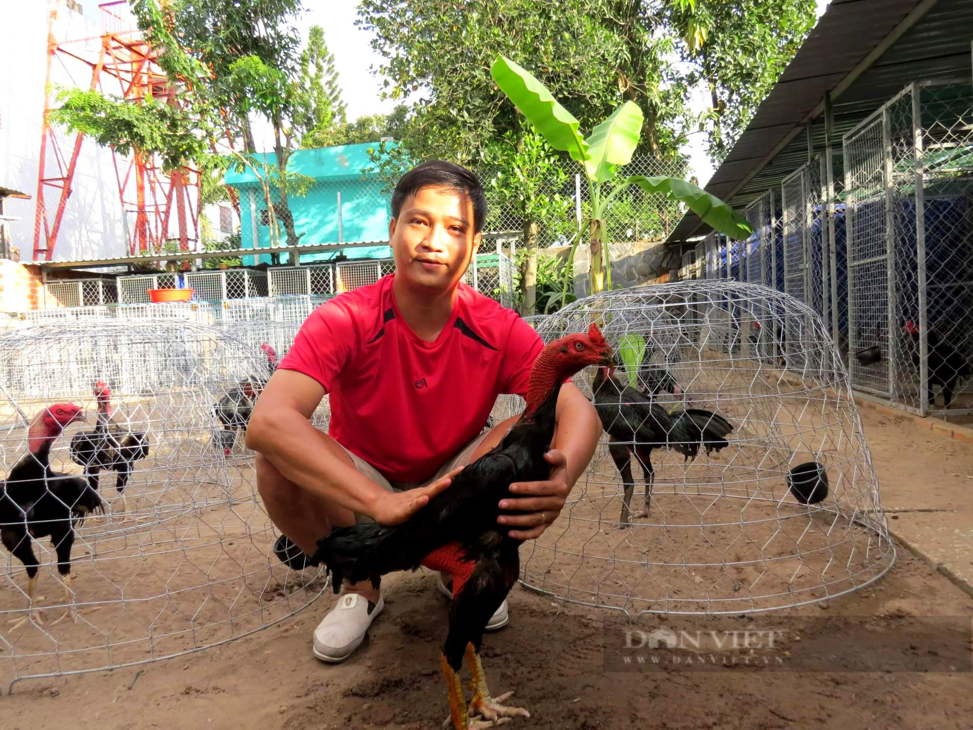 Độc, lạ: 8x Sài thành làm đám tang, xây mộ, bảo vệ nguồn gen quý cho gà nòi đòn đặc hữu Việt Nam  - Ảnh 1.