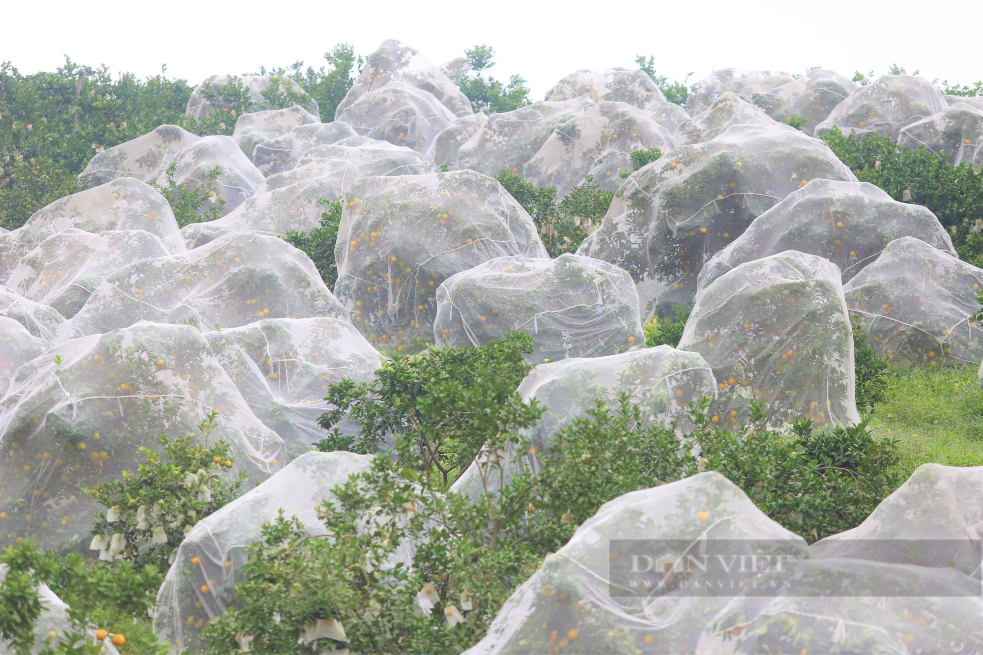 Nông dân Hà Tĩnh dùng độc chiêu “mắc màn” cho vườn cam, tránh sâu bọ tấn công - Ảnh 5.