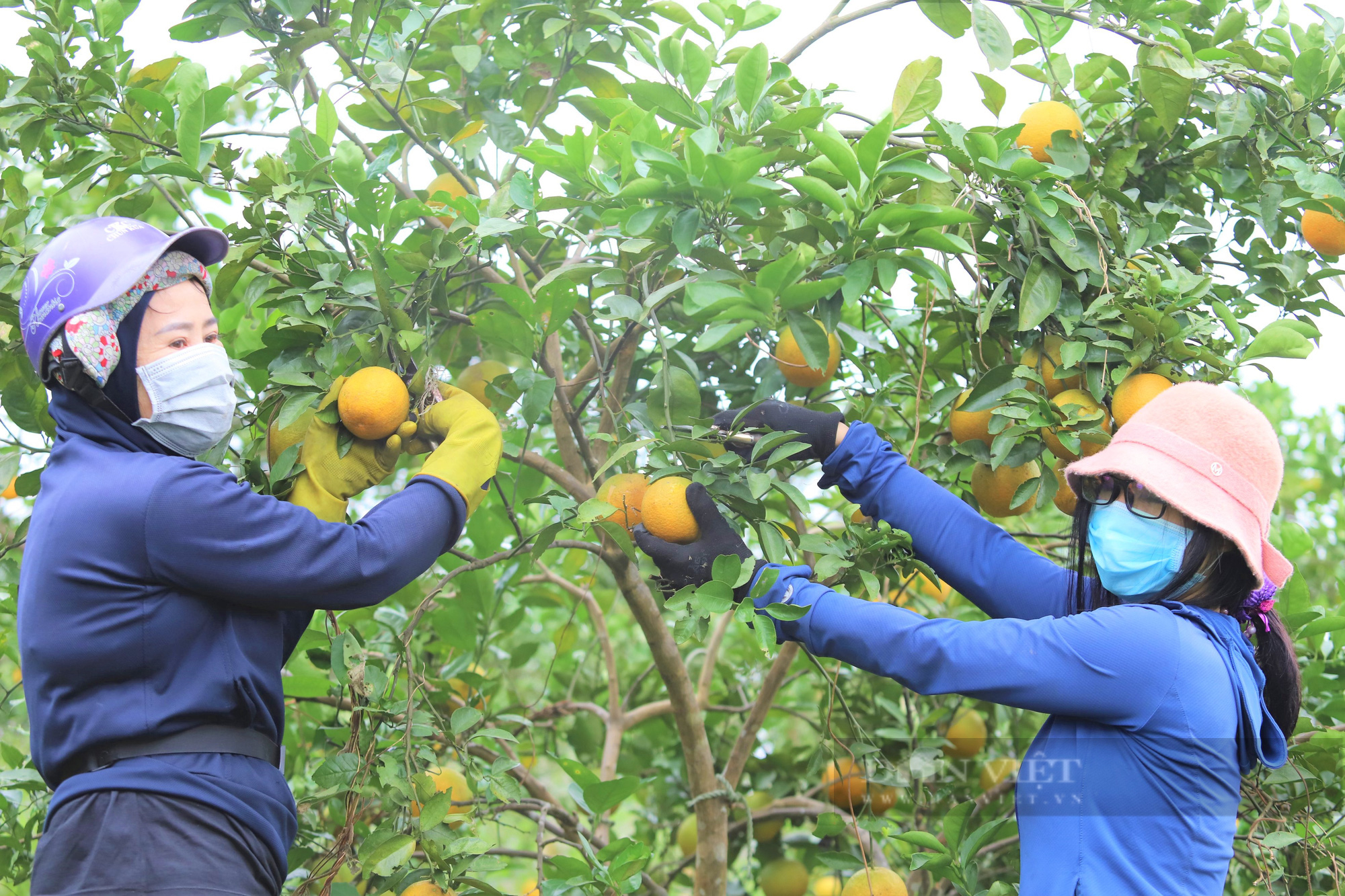 Nông dân Hà Tĩnh dùng độc chiêu “mắc màn” cho vườn cam, tránh sâu bọ tấn công - Ảnh 9.