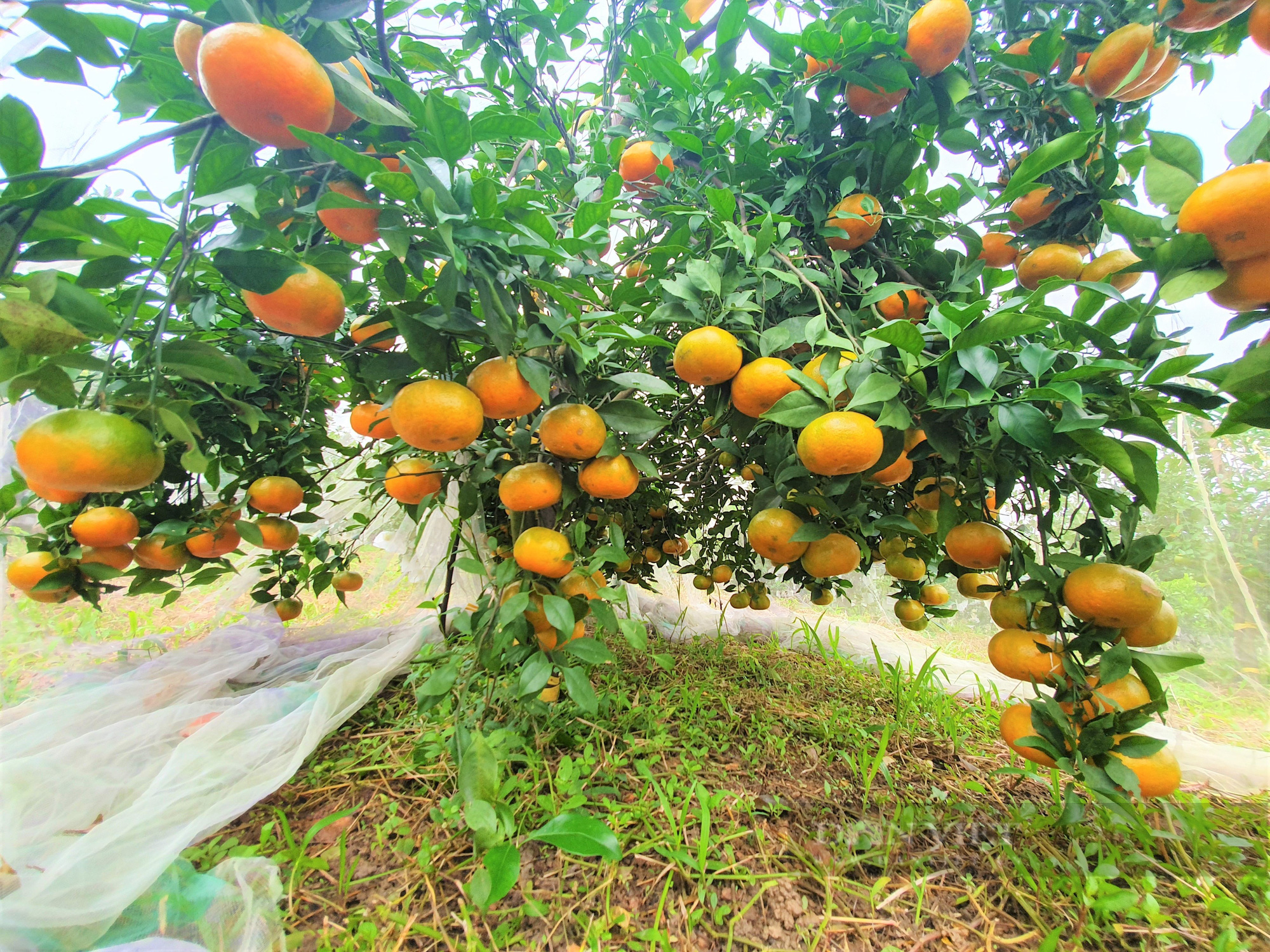 Nông dân Hà Tĩnh dùng độc chiêu “mắc màn” cho vườn cam, tránh sâu bọ tấn công - Ảnh 10.