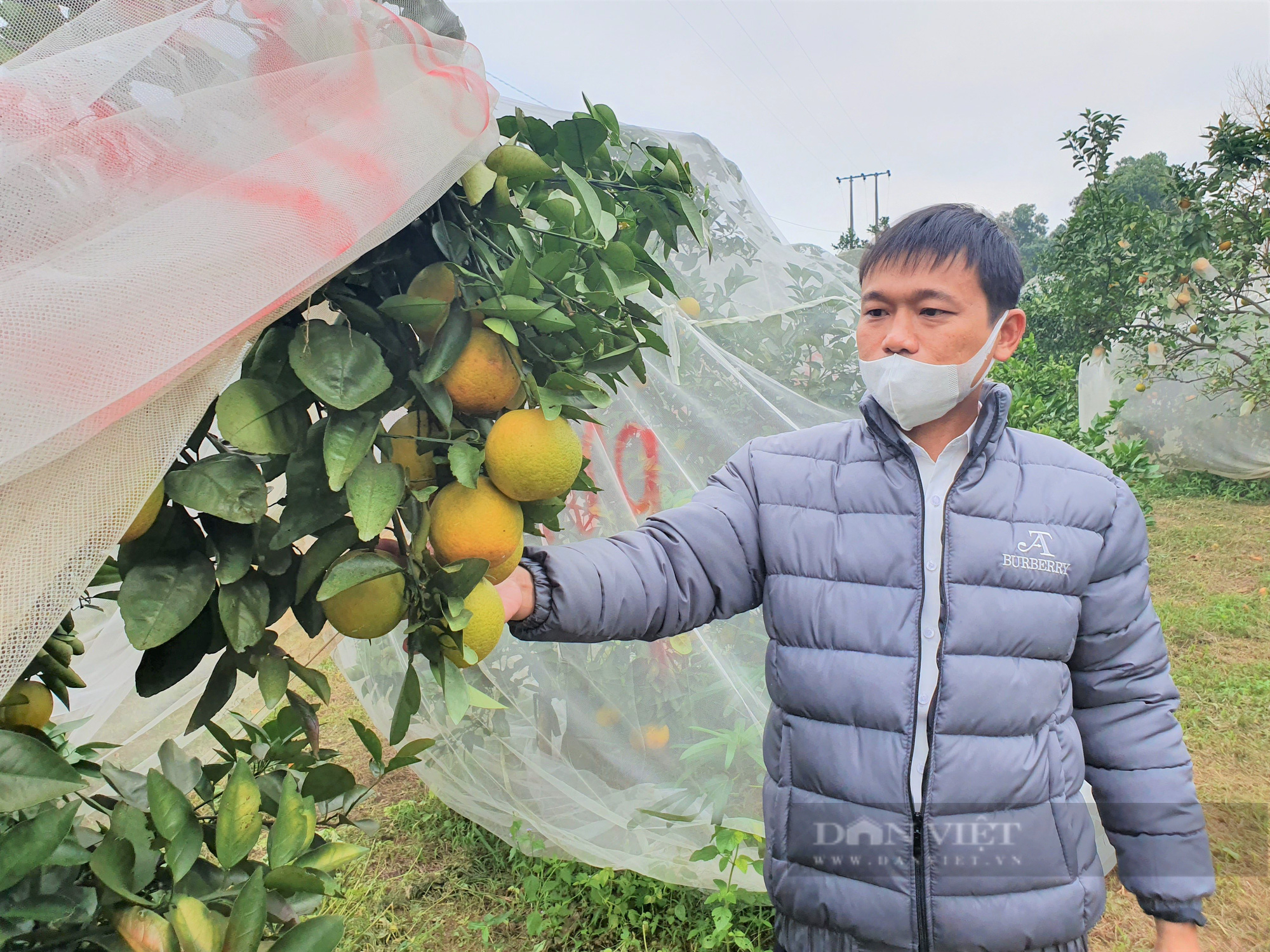 Nông dân Hà Tĩnh dùng độc chiêu “mắc màn” cho vườn cam, tránh sâu bọ tấn công - Ảnh 11.