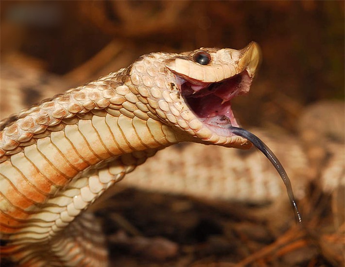 Diễn viên xuất sắc nhất thế giới động vật: Loài rắn &quot;thây ma&quot; chuyên giả chết - Ảnh 1.