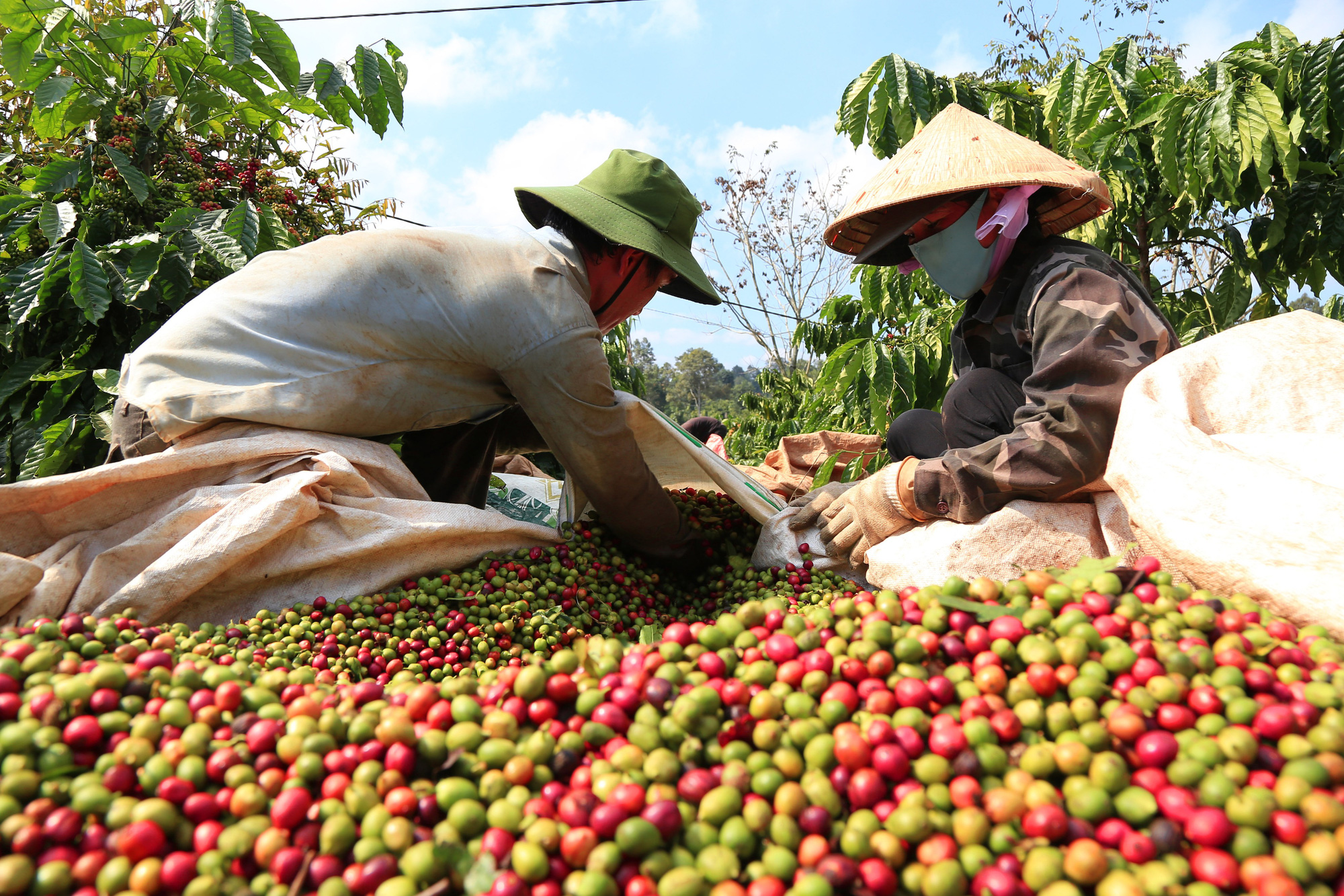 Giá cà phê nhân Đắk Lắk hôm nay đảo chiều tăng, làm thế nào để phòng chống bệnh vàng lá, thối rễ cà phê? - Ảnh 1.