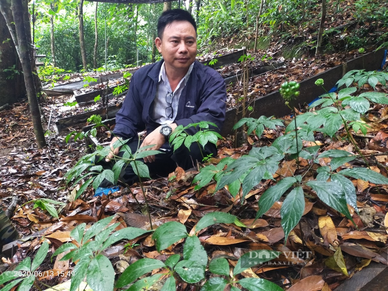 Cận cảnh vườn sâm Ngọc Linh do Công ty Sâm Việt Nam liên kết với đồng bào dân tộc thiểu số  - Ảnh 10.