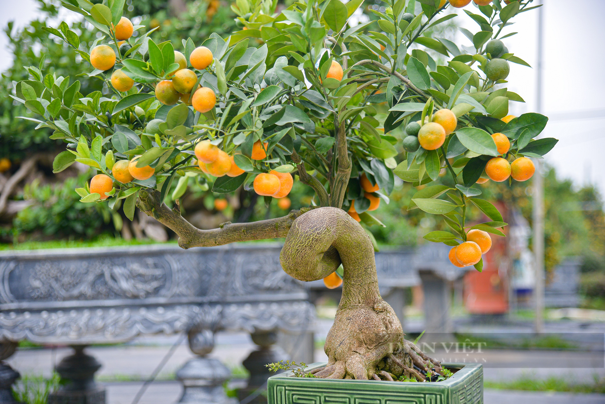 Độc đáo quất bonsai ghép gỗ lũa được chủ vườn định giá cả trăm triệu đồng - Ảnh 11.