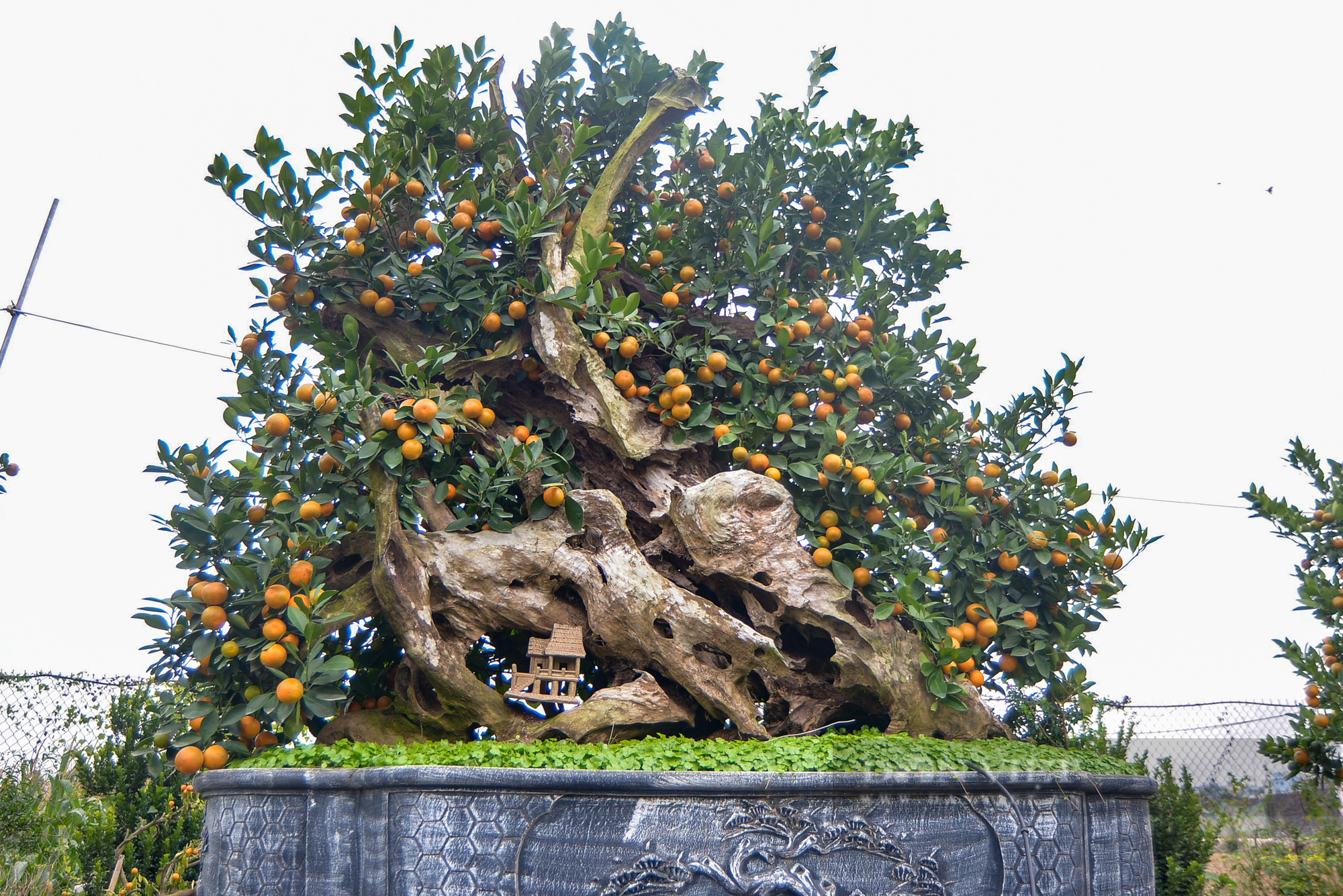 Độc đáo quất bonsai ghép gỗ lũa được chủ vườn định giá cả trăm triệu đồng - Ảnh 4.