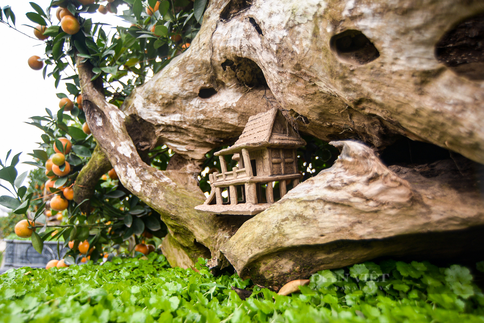 Độc đáo quất bonsai ghép gỗ lũa được chủ vườn định giá cả trăm triệu đồng - Ảnh 5.