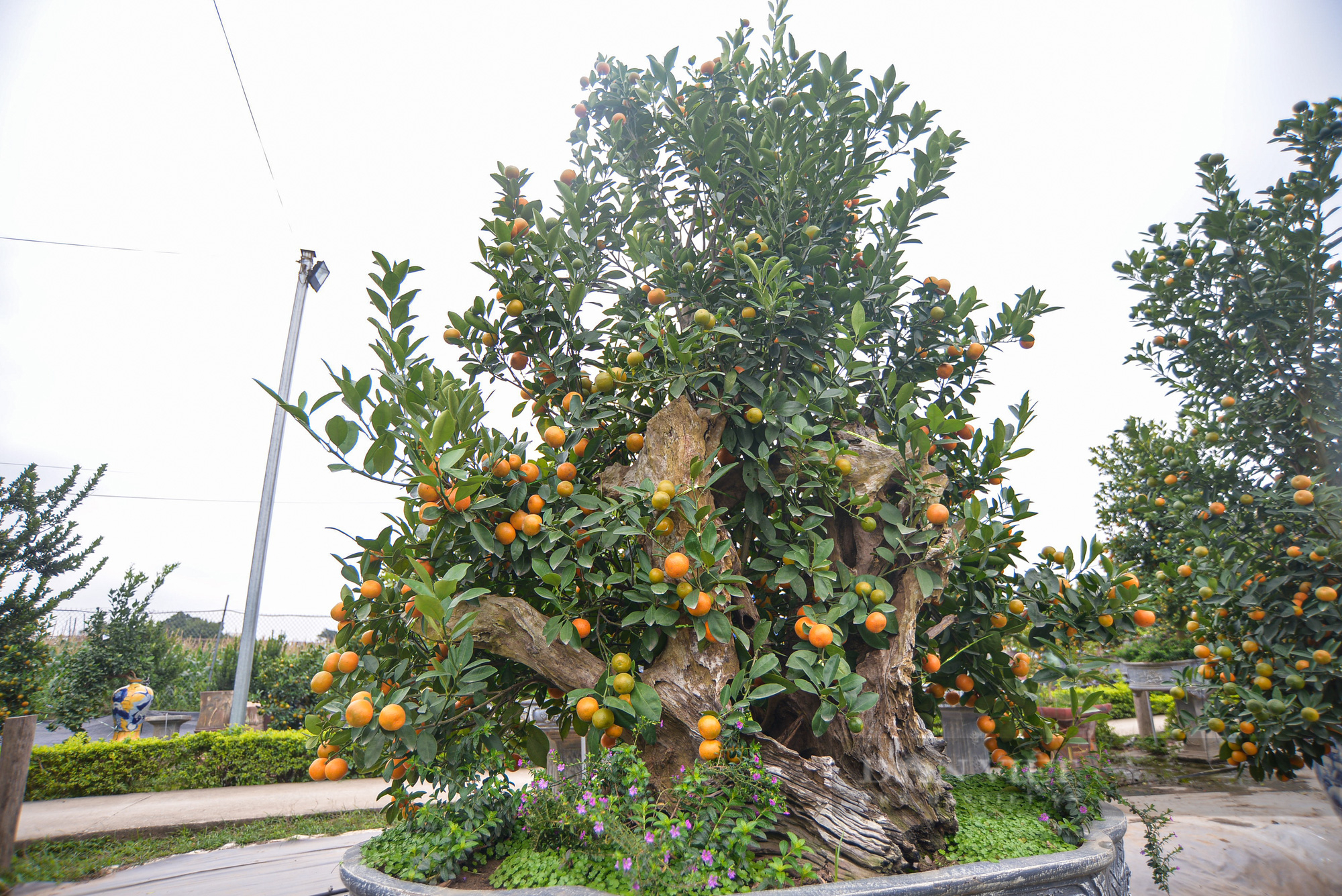 Độc đáo quất bonsai ghép gỗ lũa được chủ vườn định giá cả trăm triệu đồng - Ảnh 8.