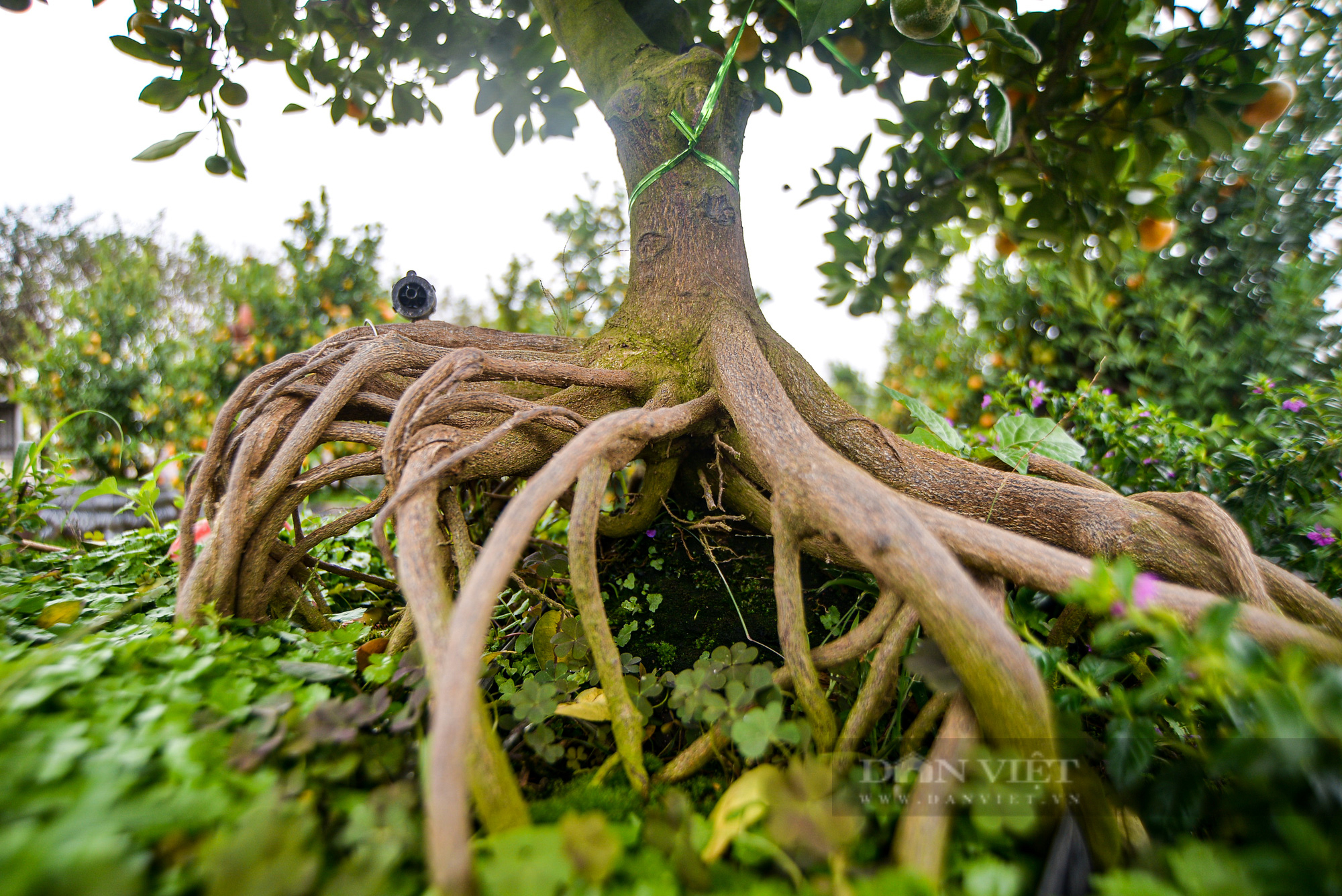 Độc đáo quất bonsai ghép gỗ lũa được chủ vườn định giá cả trăm triệu đồng - Ảnh 9.