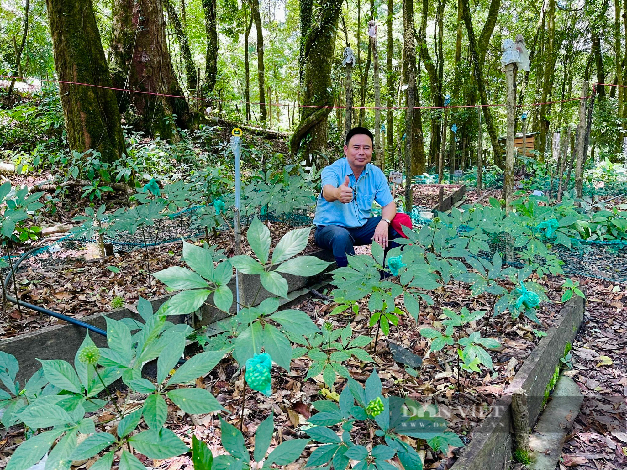 Cận cảnh những vườn sâm Ngọc Linh do Công ty cổ phần đầu tư sâm Việt Nam liên kết phát triển ở Kon Tum - Ảnh 5.