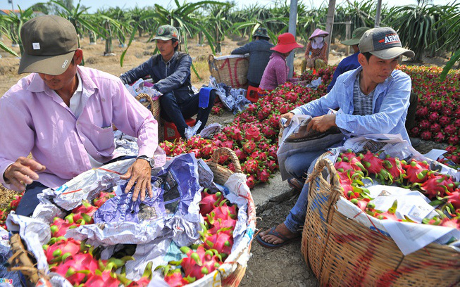 Trung Quốc dừng nhập thanh long Việt Nam đến 26/1/2022