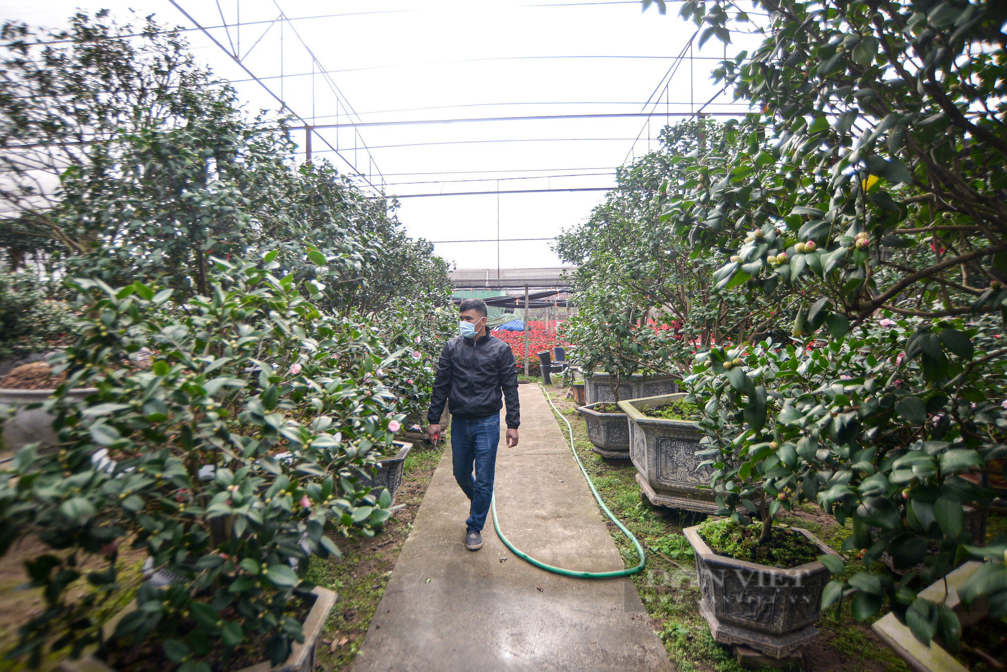 Ghé thăm vườn hoa trà trị giá bạc tỷ tại Hưng Yên - Ảnh 2.