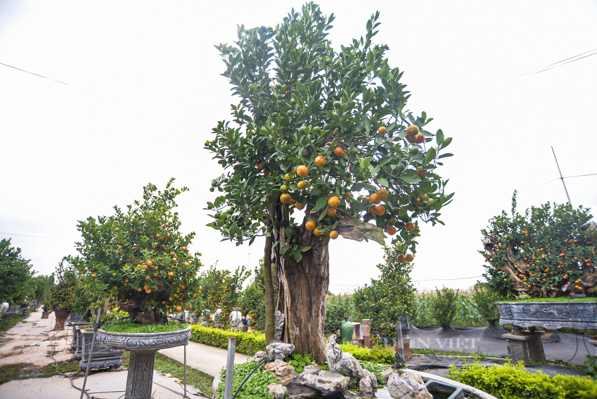 Độc đáo quất bonsai ghép gỗ lũa được chủ vườn định giá cả trăm triệu đồng - Ảnh 5.