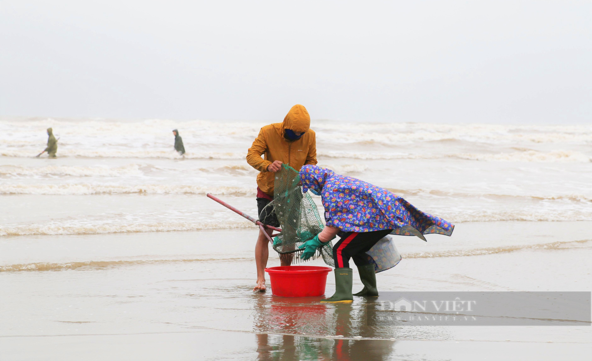 Hàng trăm ngư dân Hà Tĩnh đổ xô ra bờ biển nhặt sò huyết, mỗi ngày kiếm được tiền triệu - Ảnh 3.