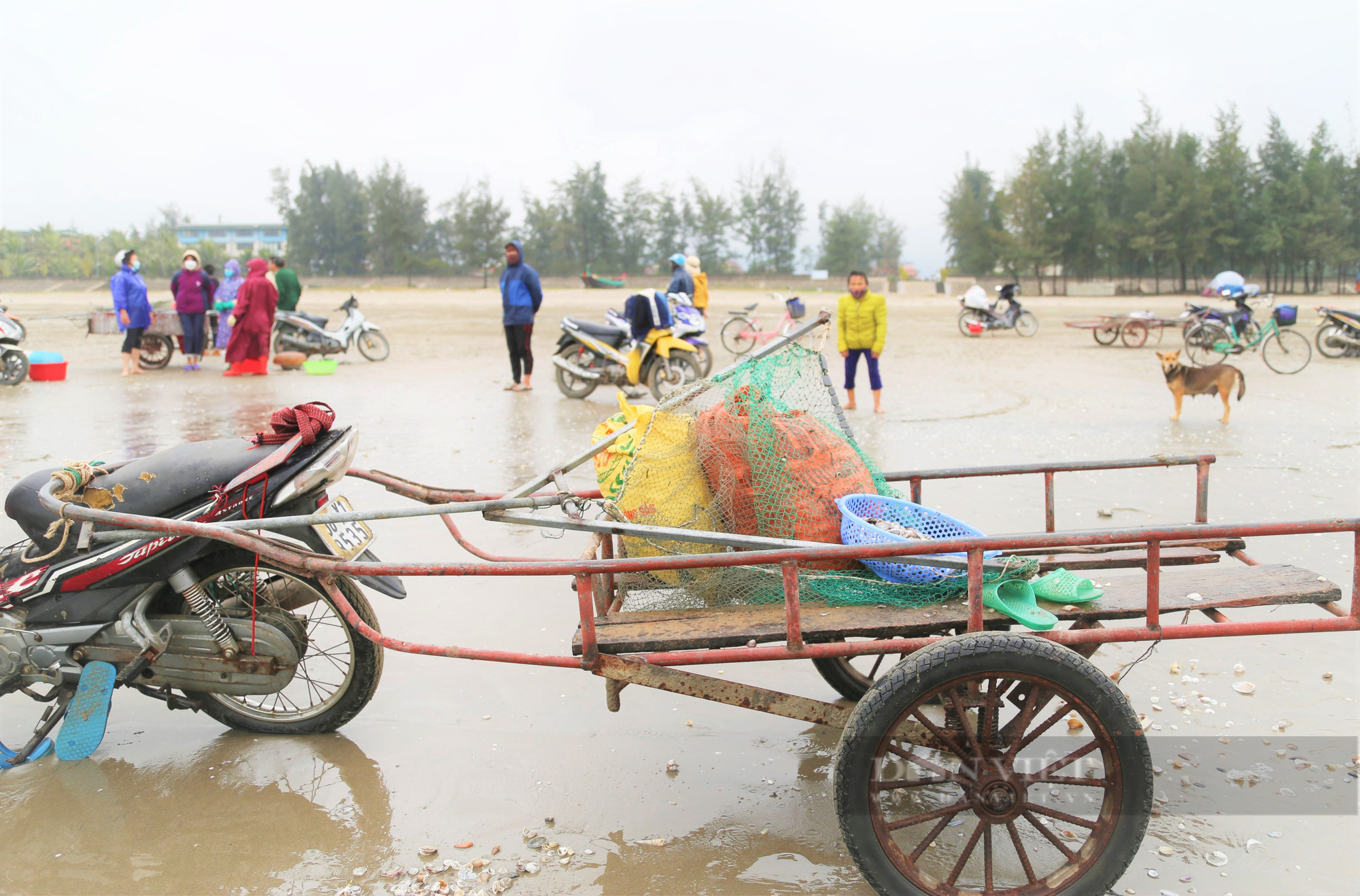 Hàng trăm ngư dân Hà Tĩnh đổ xô ra bờ biển nhặt sò huyết, mỗi ngày kiếm được tiền triệu - Ảnh 5.