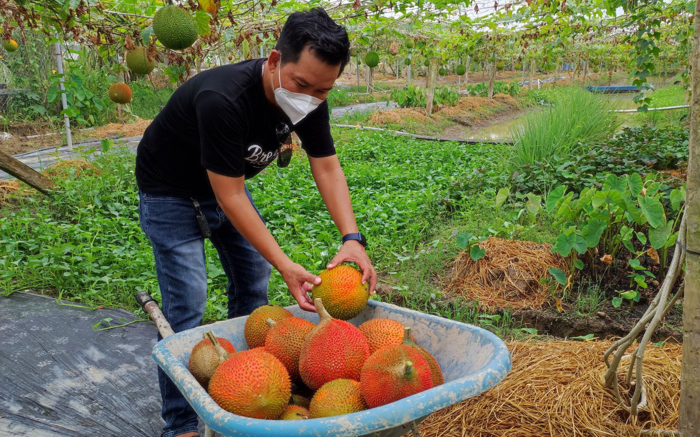 Long An: Trồng thứ cây dây leo "khắp bốn phương", giáp tết hái trái chín đỏ như son, thương lái "khuân đi" hết