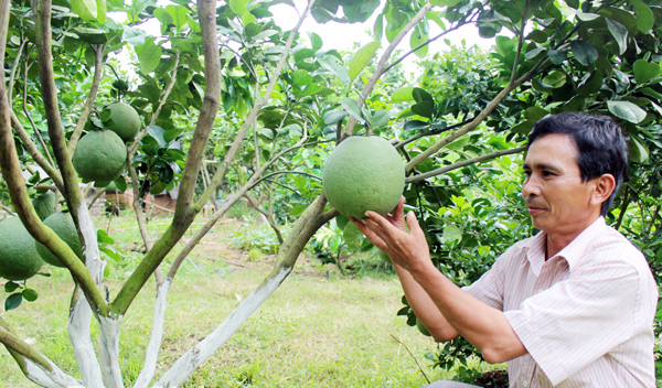 Nóng: 60 ngày nữa, một loại quả rất ngon, bổ dưỡng của Việt Nam sẽ chính thức được xuất khẩu sang Mỹ - Ảnh 1.