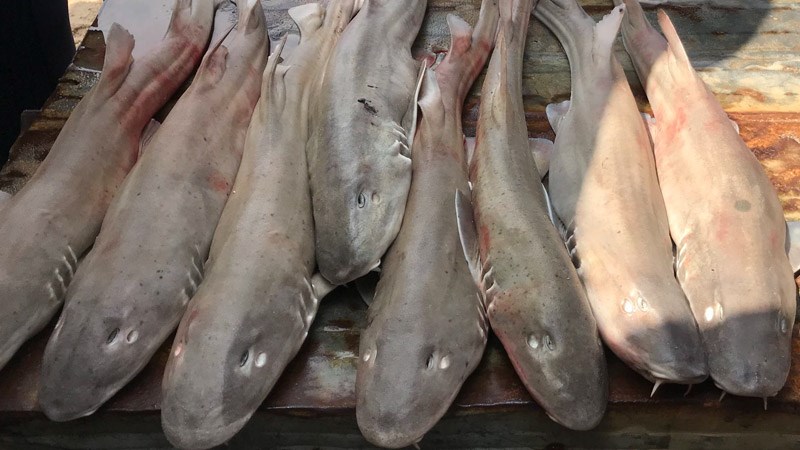 Con đặc sản ở Quảng Bình trông hung dữ, họ hàng với cá mập là thức đặc sản quý hiếm, chỉ dân sành mới biết - Ảnh 2.