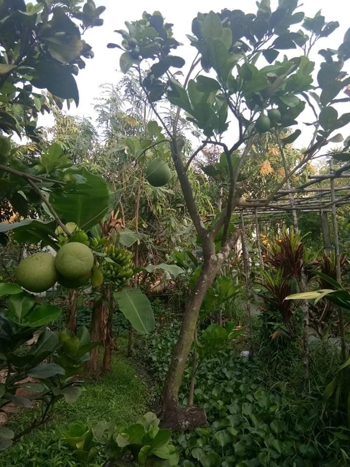 Khám phá biệt thự vườn vô số cây ăn trái của Việt Trinh - Ảnh 5.