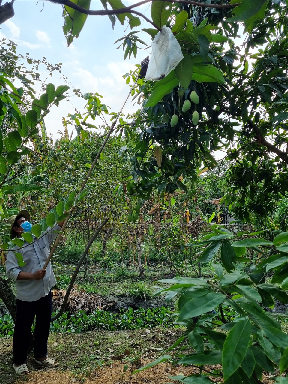 Khám phá biệt thự vườn vô số cây ăn trái của Việt Trinh - Ảnh 7.