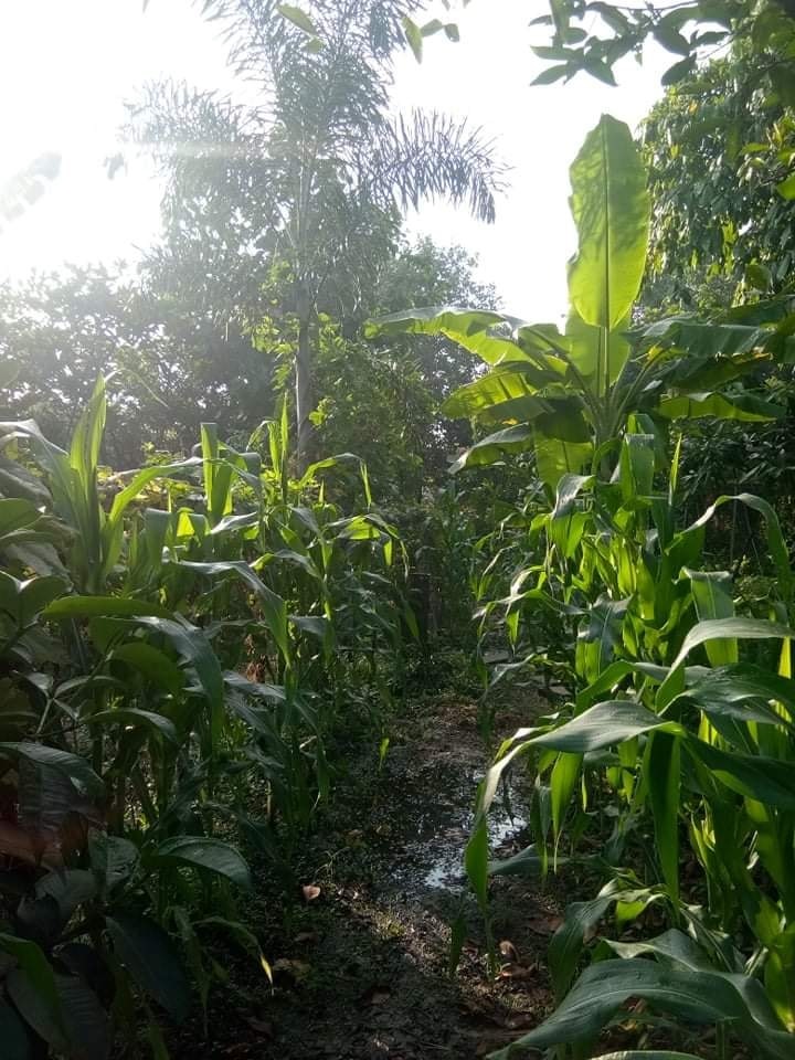 Khám phá biệt thự vườn vô số cây ăn trái của Việt Trinh - Ảnh 9.