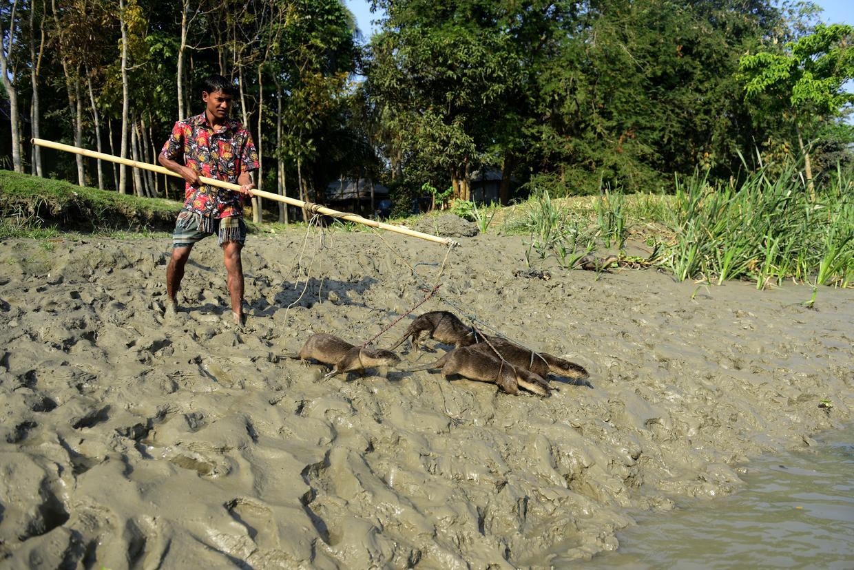 Độc đáo kỹ nghệ bắt cá điêu luyện của “ngư dân 4 chân” ở Bangladesh - Ảnh 2.