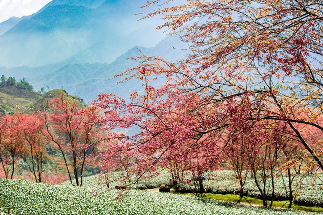 Ngỡ ngàng với sắc anh đào nở rộ, đẹp như tiên cảnh giữa núi rừng Sa Pa - Ảnh 2.