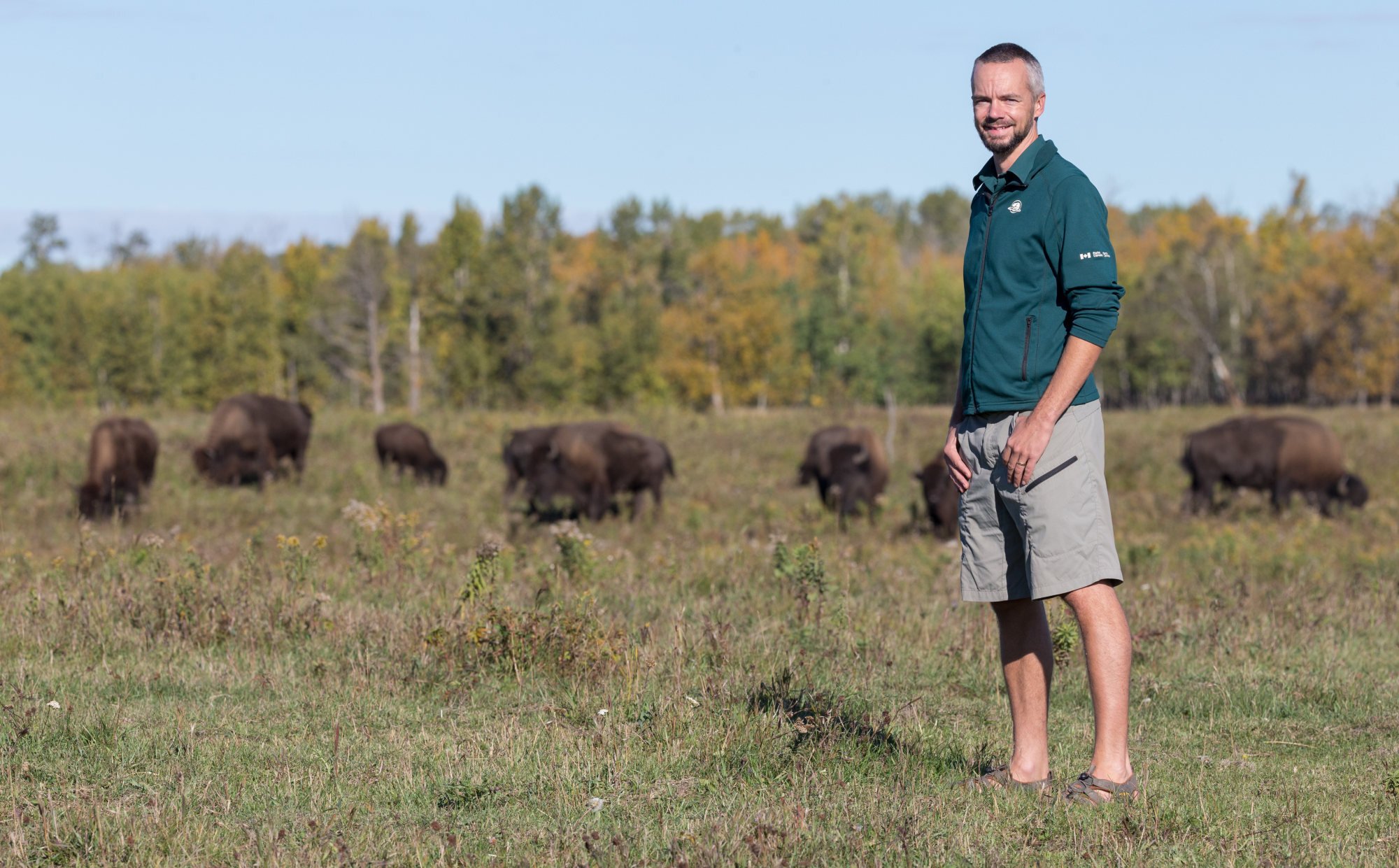Bảo tồn bò rừng Canada và bài học cho ngành du lịch - Ảnh 4.