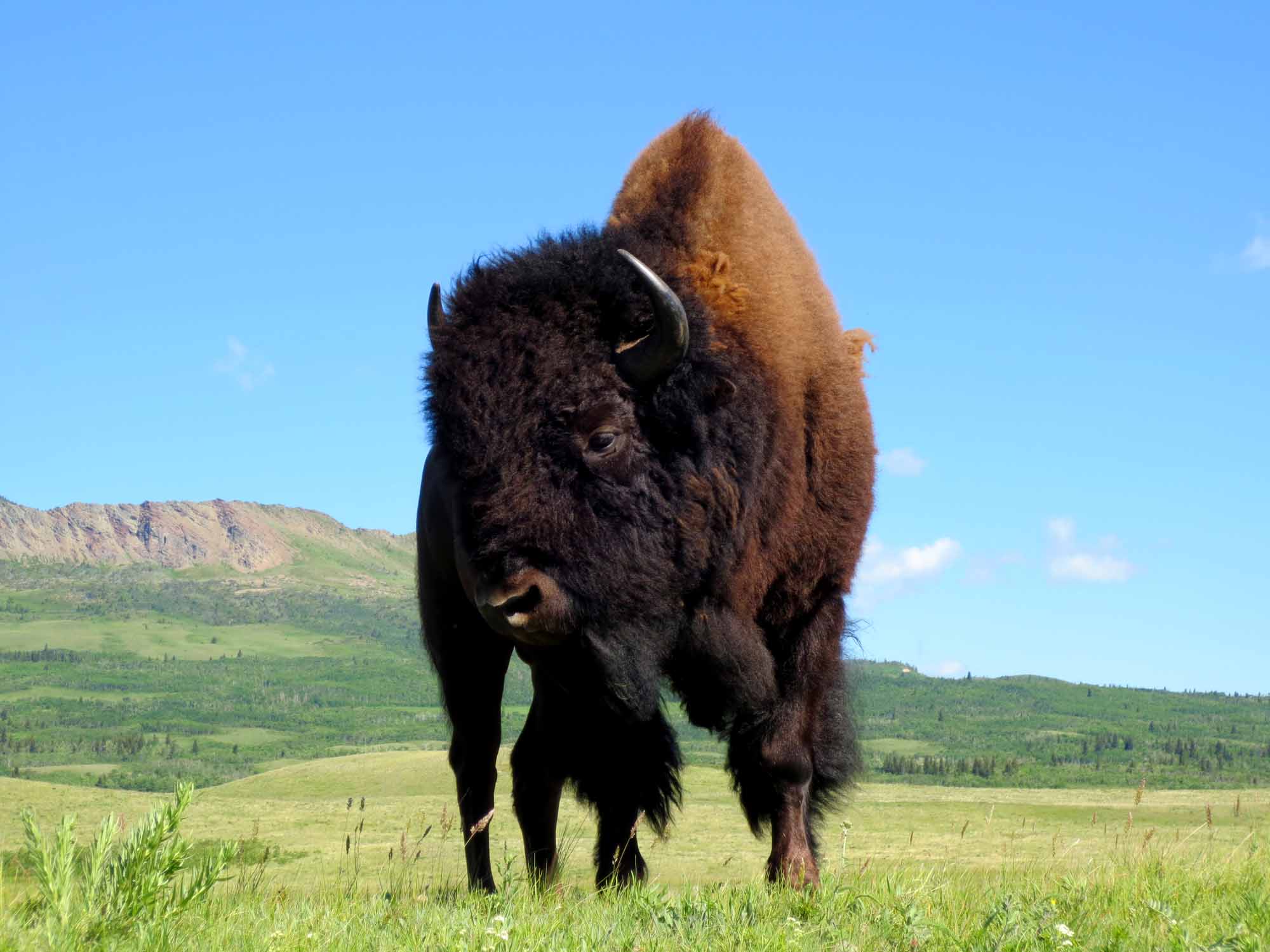 Bảo tồn bò rừng Canada và bài học cho ngành du lịch - Ảnh 3.