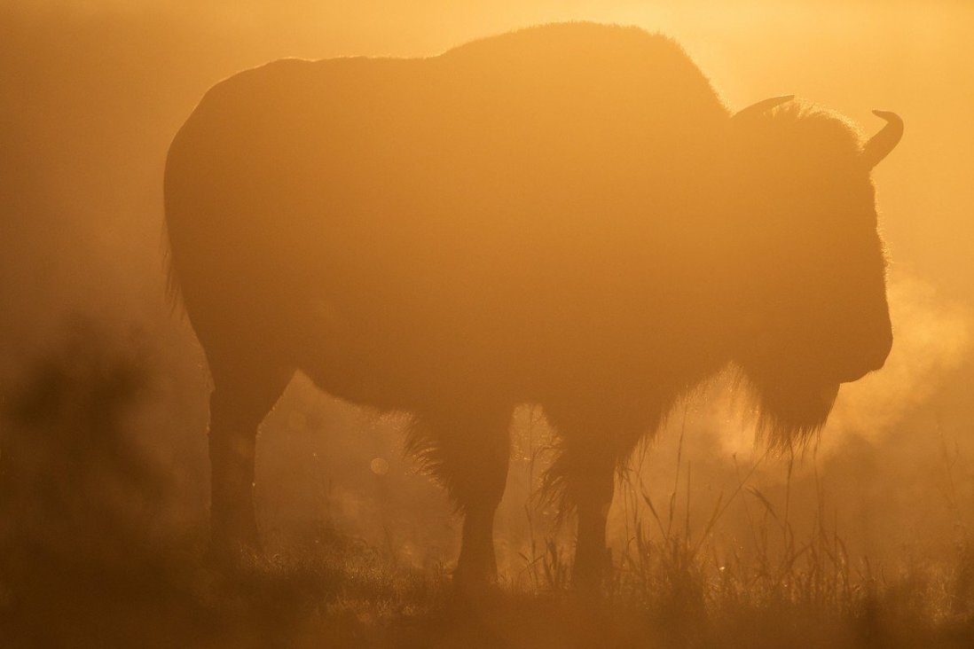 Bảo tồn bò rừng Canada và bài học cho ngành du lịch - Ảnh 1.