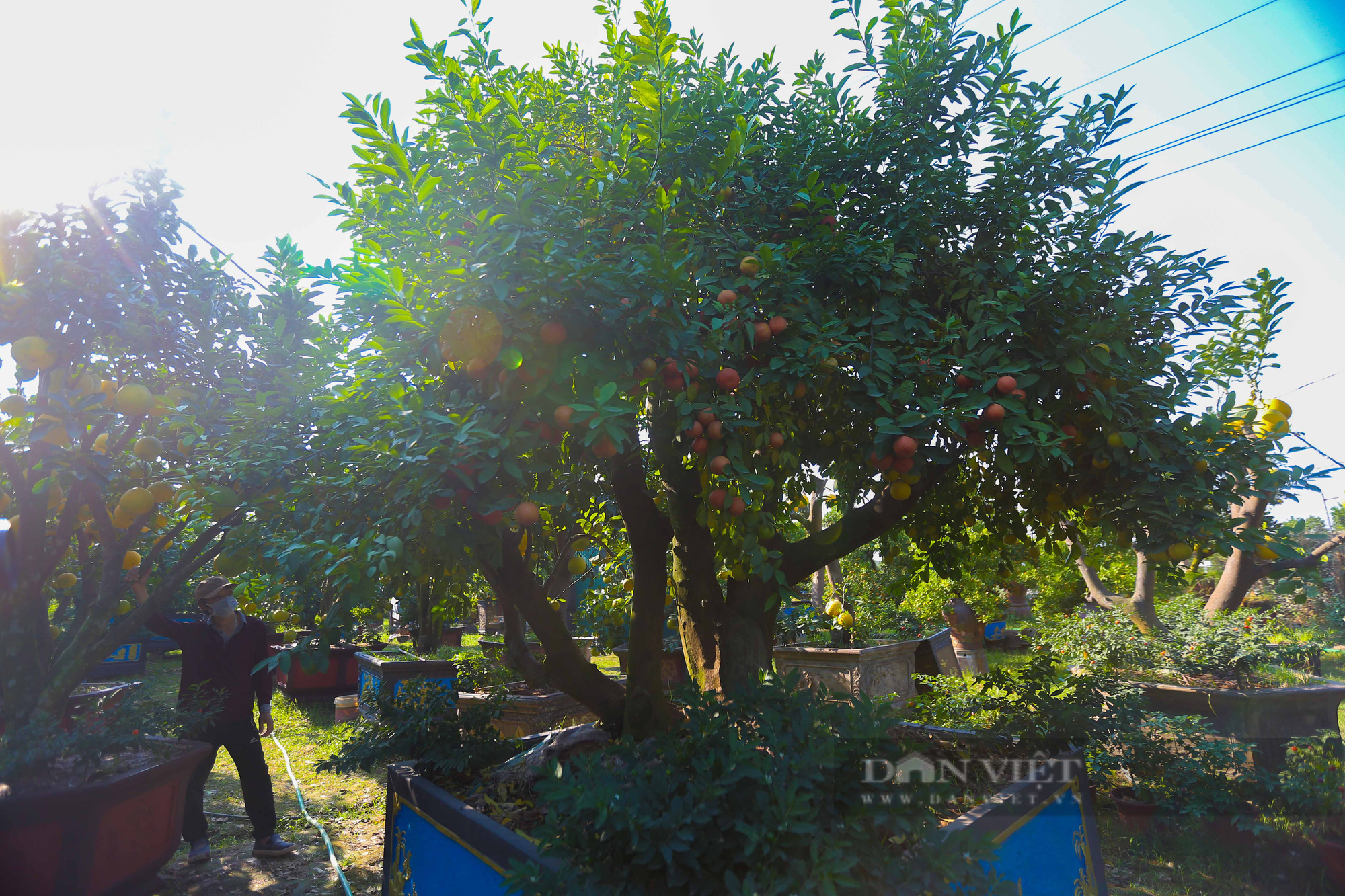 Ngắm nhìn vườn chanh bonsai tiền tỷ của lão nông Hưng Yên - Ảnh 11.