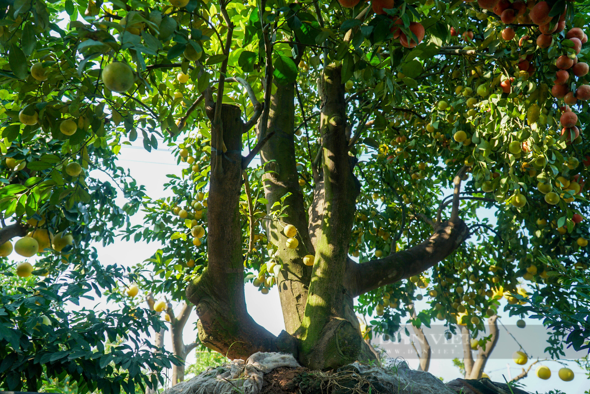 Ngắm nhìn vườn chanh bonsai tiền tỷ của lão nông Hưng Yên - Ảnh 4.