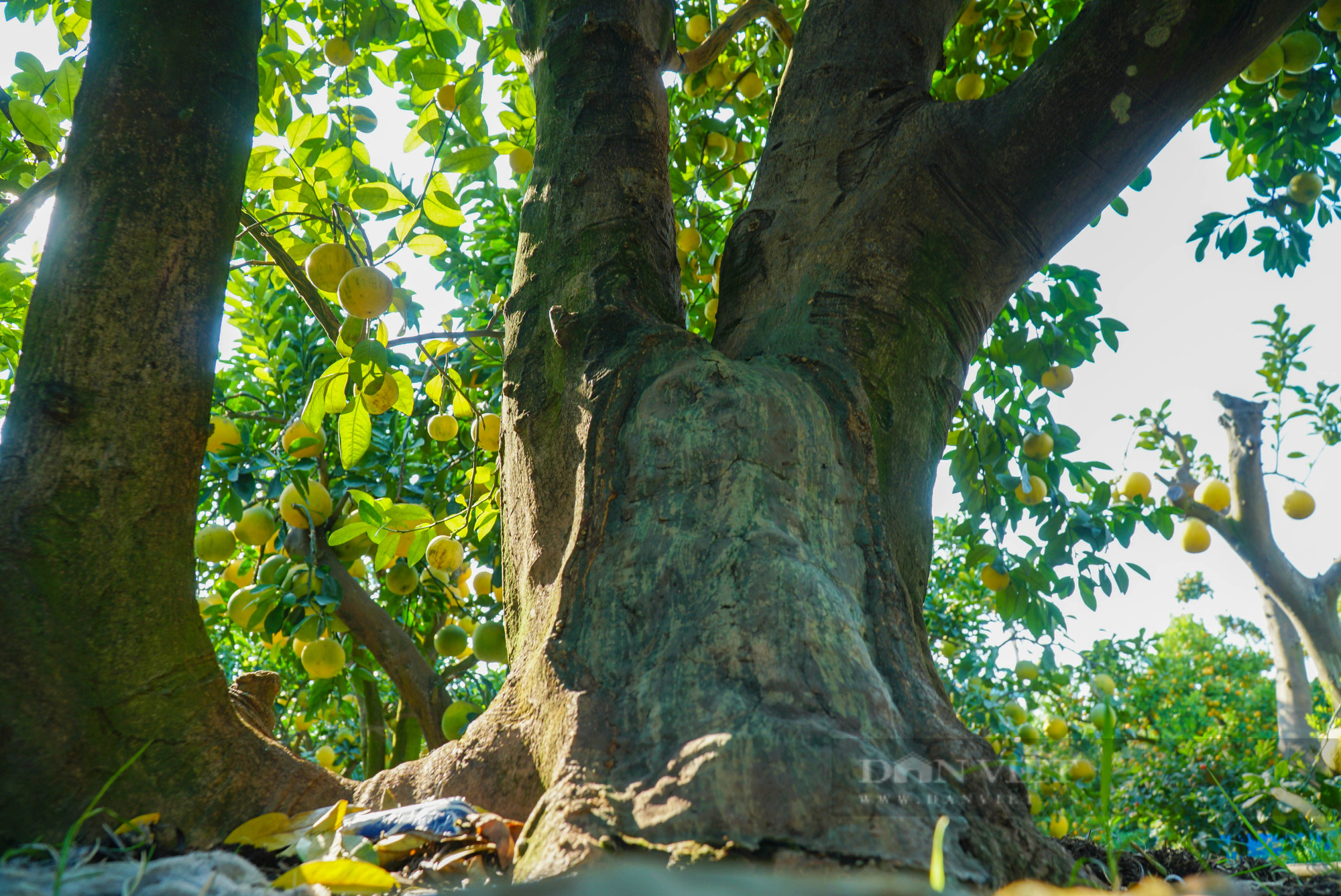 Ngắm nhìn vườn chanh bonsai tiền tỷ của lão nông Hưng Yên - Ảnh 7.