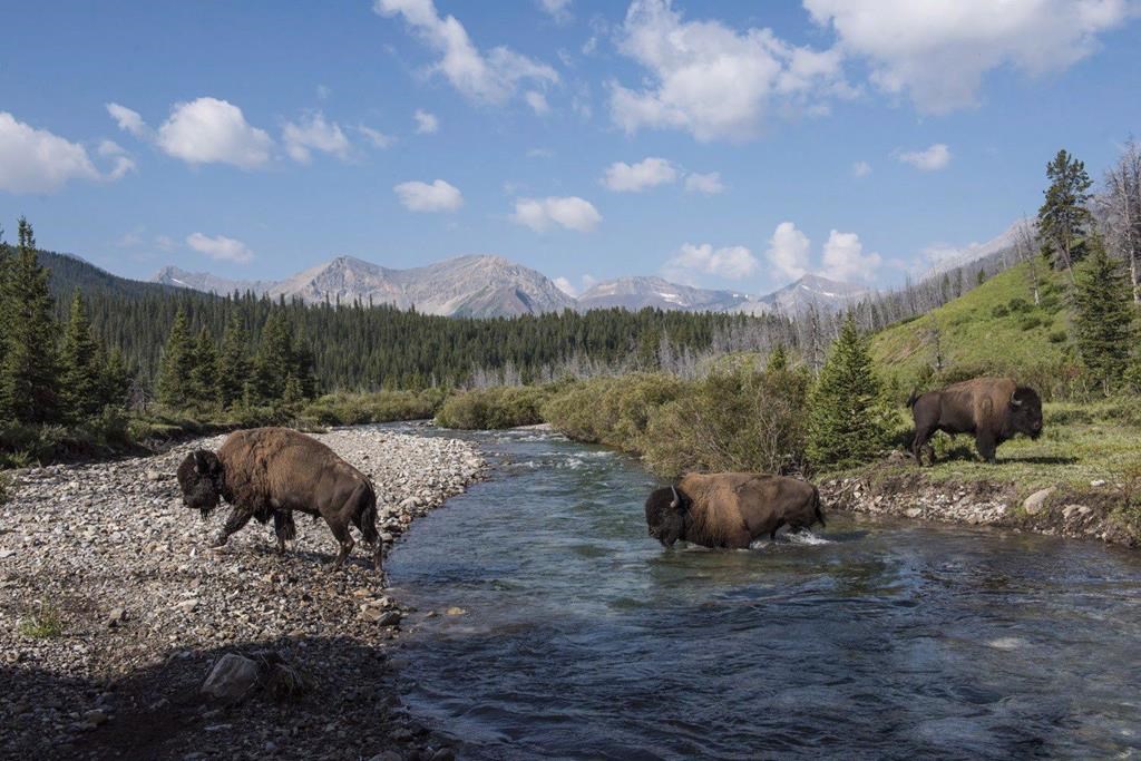Bảo tồn bò rừng Canada và bài học cho ngành du lịch - Ảnh 2.