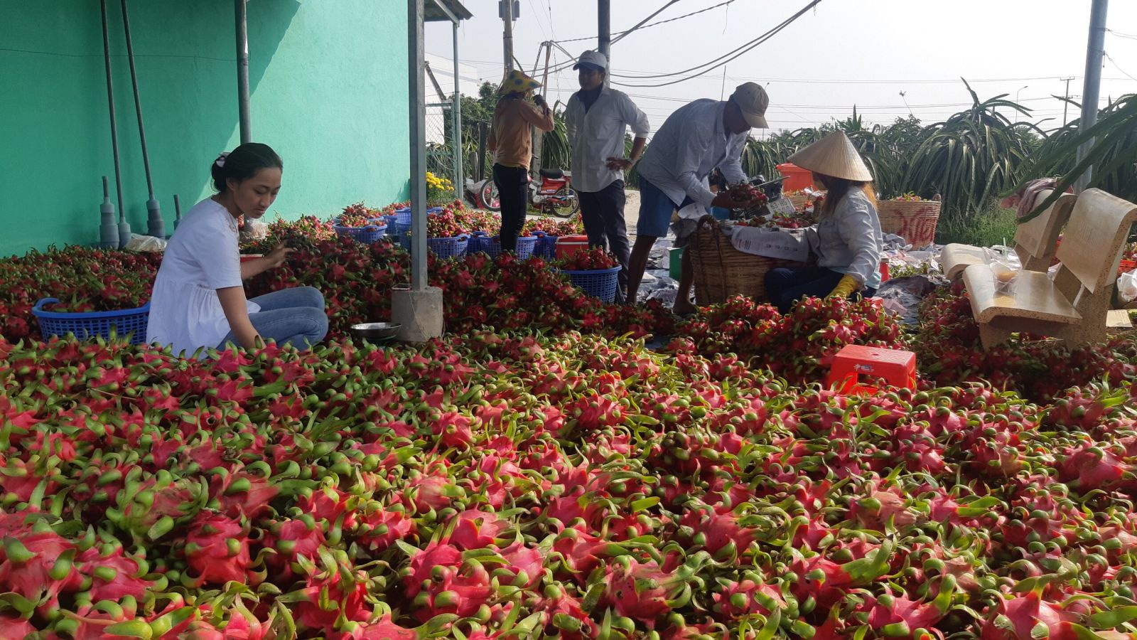 Trung Quốc bất ngờ có một quyết định vào dịp Tết, Việt Nam lo bán triệu tấn trái cây - Ảnh 2.