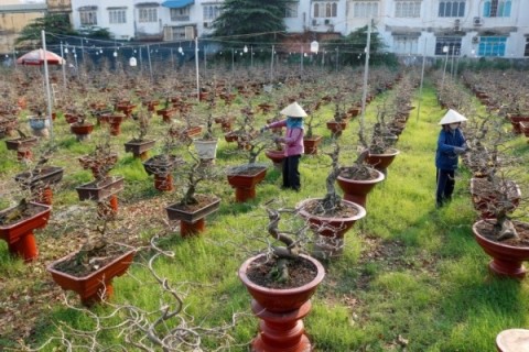 Làng nghề giữa Sài Gòn trồng thứ cây cảnh, gần Tết tuốt sạch cả lá, vườn chật hẹp lại vẫn thu tiền tỷ - Ảnh 1.