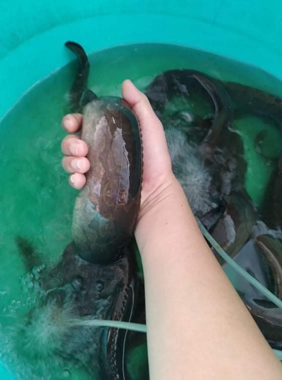 Loài cá trơn tuồn tuột được cho là “nhân sâm&quot; của nước, nuôi được loài cá này kiếm tiền tỷ là chuyện không khó - Ảnh 10.