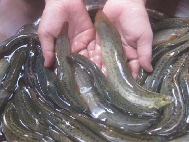 Loài cá trơn tuồn tuột được cho là “nhân sâm&quot; của nước, nuôi được loài cá này kiếm tiền tỷ là chuyện không khó - Ảnh 2.
