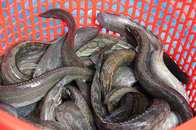 Loài cá trơn tuồn tuột được cho là “nhân sâm&quot; của nước, nuôi được loài cá này kiếm tiền tỷ là chuyện không khó - Ảnh 3.