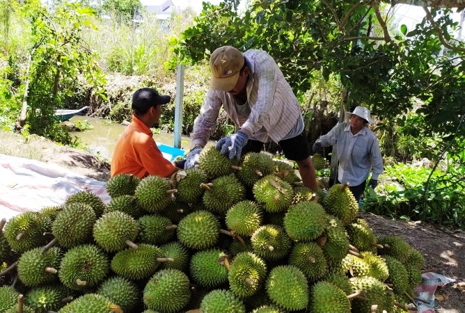 Xuất khẩu nông sản đi Trung Quốc dịp Tết dự báo gặp khó - Ảnh 1.