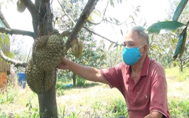 Trồng thứ cây đặc sản ra trái đầy gai, ban đầu tưởng &quot;khó nhai&quot;, ai ngờ ông nông dân Phú Yên lại thu 400 triệu