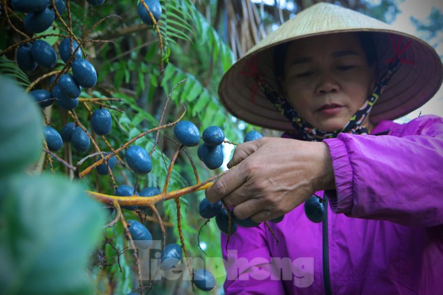 Hà Tĩnh: Thứ cây thẳng tắp họ nhà cau cho ra loại quả ngoài đen trong vàng ăn bùi bùi, beo béo, ngầy ngậy - Ảnh 8.