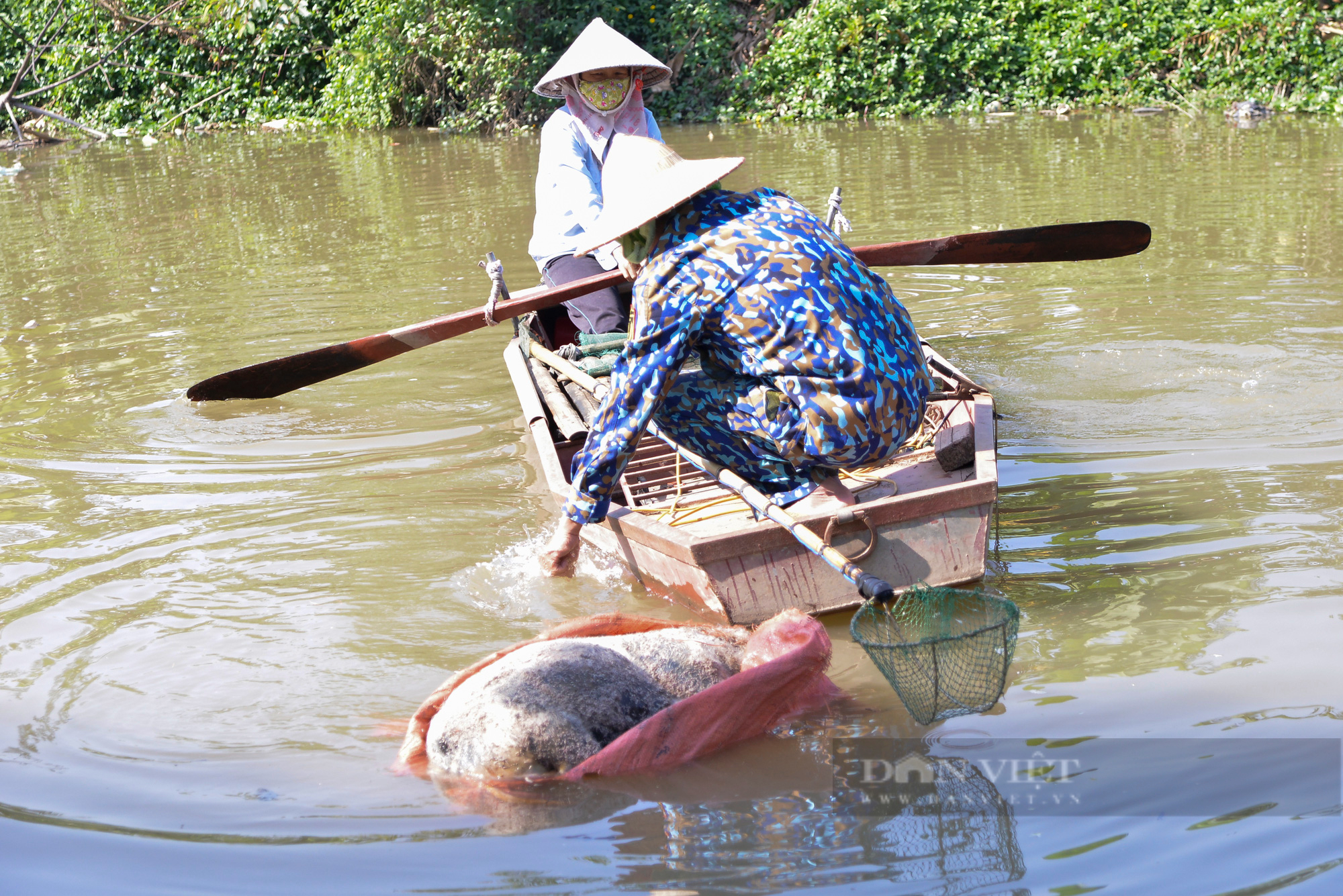 Hưng Yên: Kinh hoàng lợn chết la liệt, xác lợn vứt trôi nổi trên sông, mương nước - Ảnh 3.