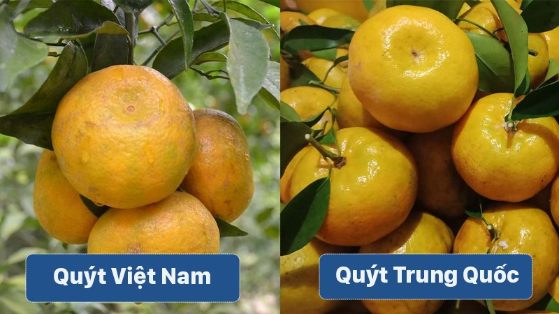 Nhận diện 6 loại trái cây Trung Quốc đang bán tràn lan trên sạp hoa quả Việt - Ảnh 1.